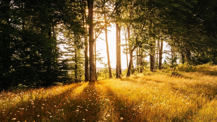 Golden meadow with sunbeams through trees
