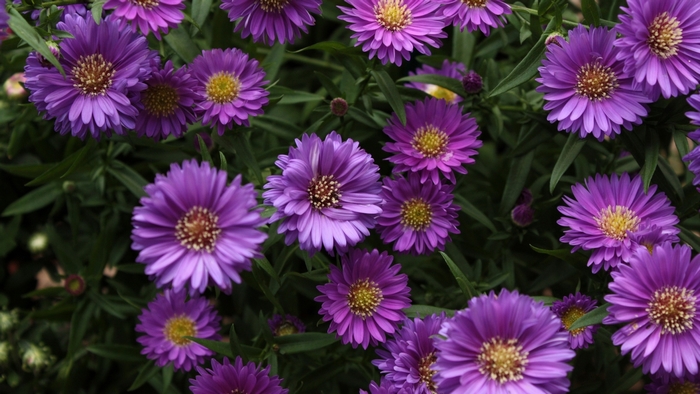 Purple aster flowers in a garden
