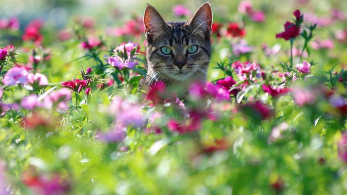 A cat peeking through flowers