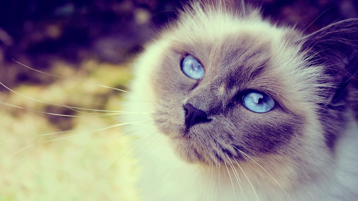 Close-up of a fluffy cat with bright blue eyes
