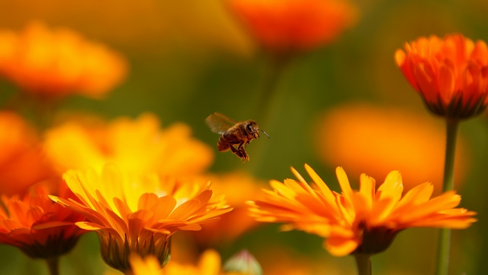 A bee flying among orange and yellow flowers