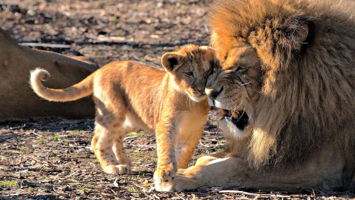 Tender Moment Between Lion Father and Cub