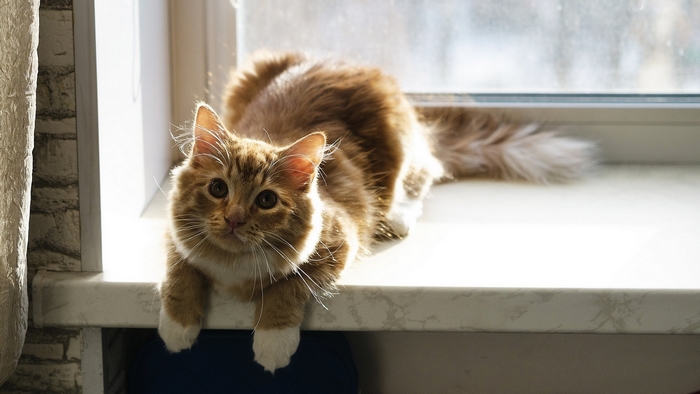 Orange tabby cat with white paws on windowsill