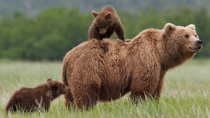 Mother bear with two cubs in grassy field