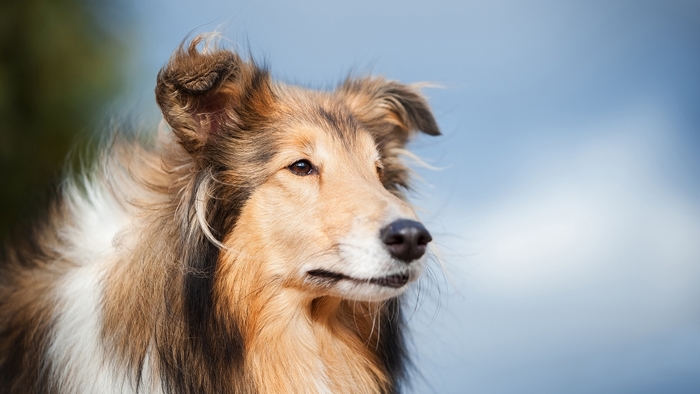 Portrait of a Collie dog