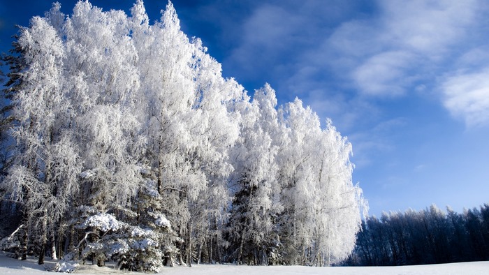 Snow-covered trees under a blue sky