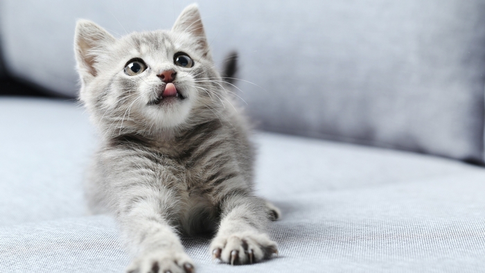 Adorable Gray Kitten Stretching with Tongue Out