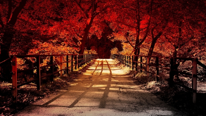 A path through autumn trees with shadows