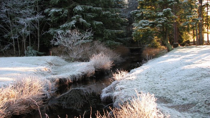 Frosty creek flowing through a sunlit forest