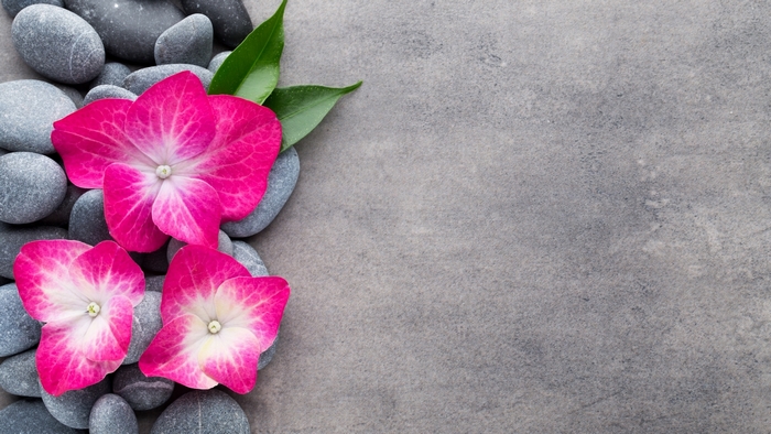 Pink Flowers on Gray Stones