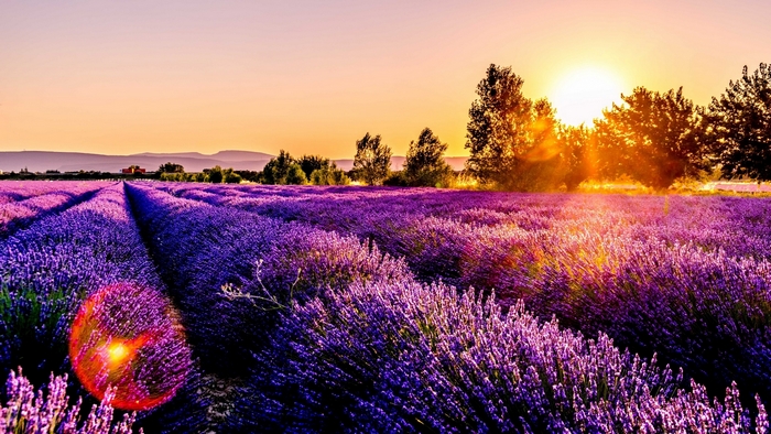 Lavender field at sunset with sun rays