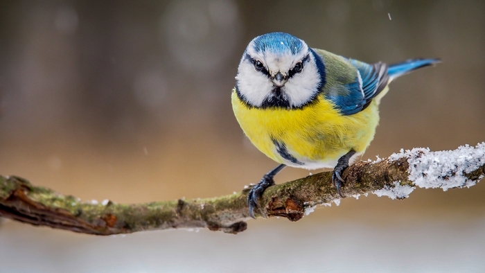 Vibrant Blue Tit Bird on Snowy Branch