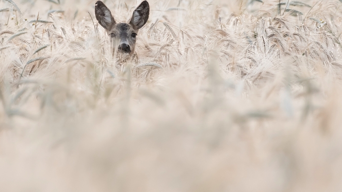Deer peeking out from tall grass