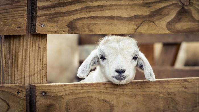 A timid baby goat peeks over a wooden fence
