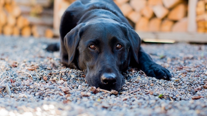 Black Labrador dog lying on gravel
