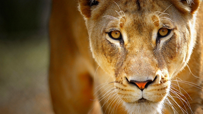 Close-up of a lioness's face