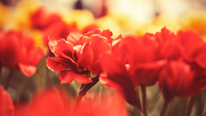 Close-up of vibrant red tulips in soft focus