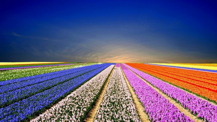 Field of colorful blooming flowers under a blue sky