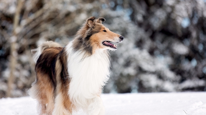 Rough Collie dog in the snow