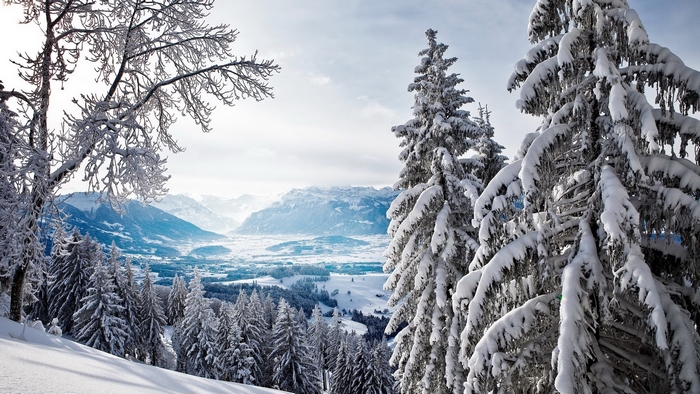 Snow-covered trees overlooking a valley and mountains in winter