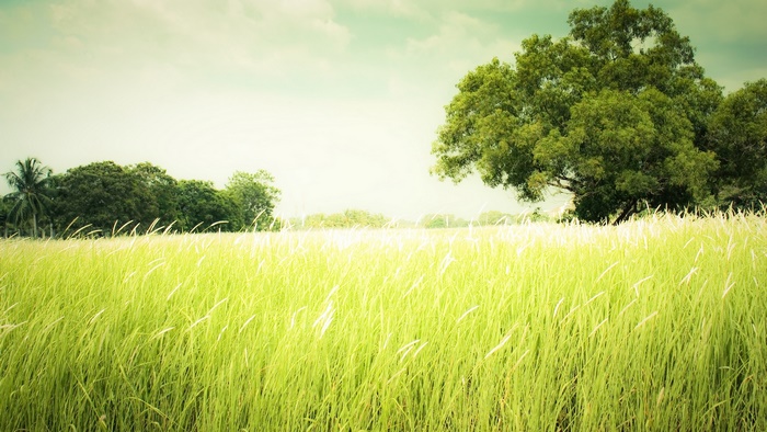 Grassy field with trees under a cloudy sky
