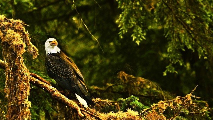 Bald eagle perched on a mossy tree branch