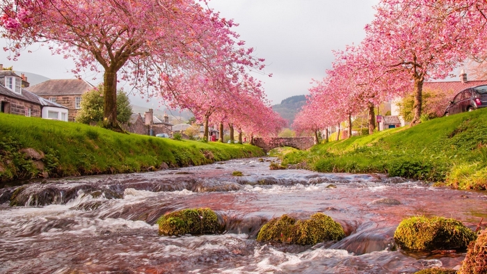 Cherry blossoms line a creek in a village