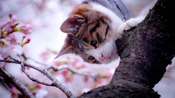 A cat wearing a sweater in a cherry blossom tree