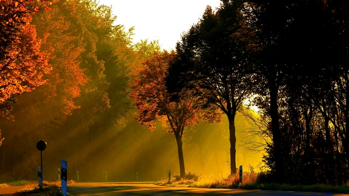 Autumn forest road with sunlight filtering through trees