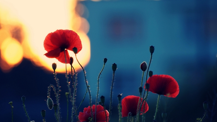 Red poppies in the sunset light