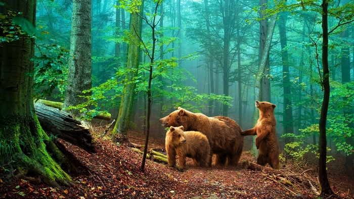 Adorable Bears in a Peaceful Forest