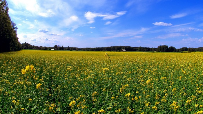 Field of yellow flowers under a blue sky