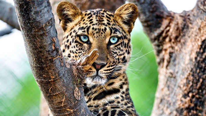 Leopard with striking blue eyes in a tree