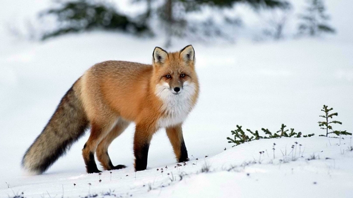 Red fox standing in the snow