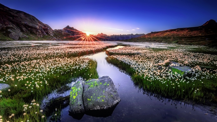Sunrise over a lake with flowers in the Alps
