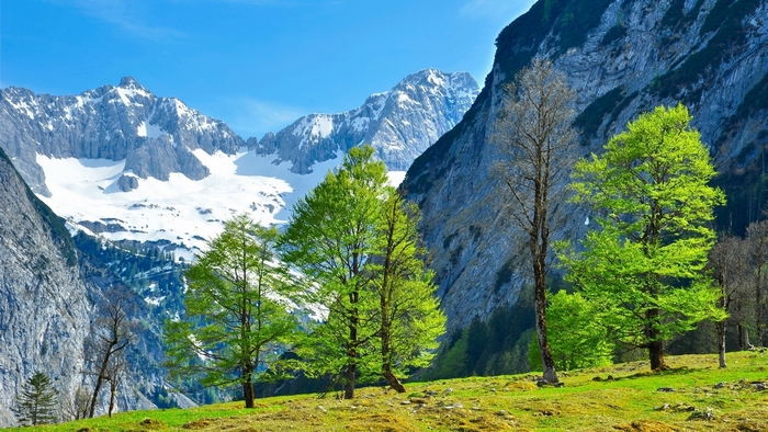 Snow-capped mountains and green trees in spring