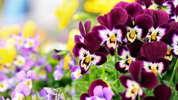 Close-up of purple and yellow pansies in a garden