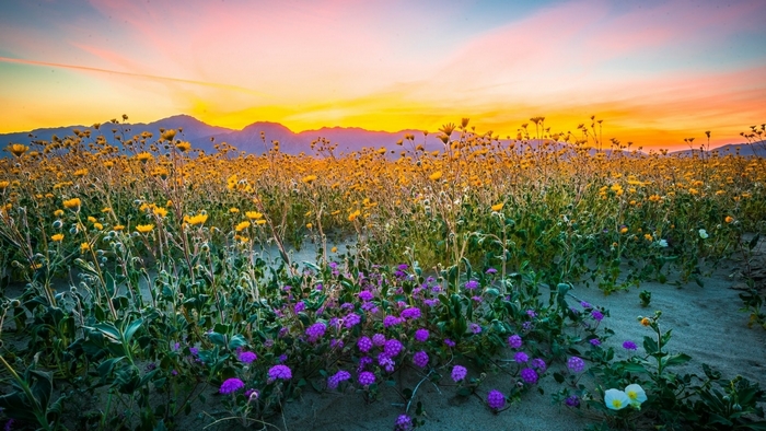 Wildflowers at Sunset in the Desert