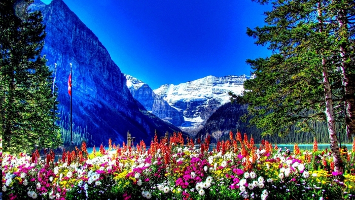 Colorful flowers in front of snow-capped mountains and trees