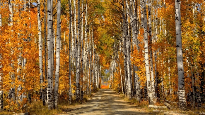 Autumn Pathway through Birch Tree Forest