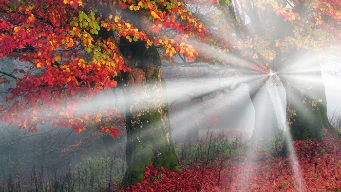 Autumn forest with sunbeams