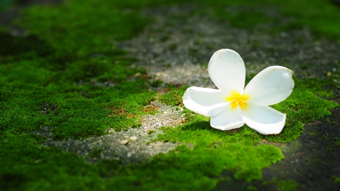 White Flower on Vibrant Green Moss