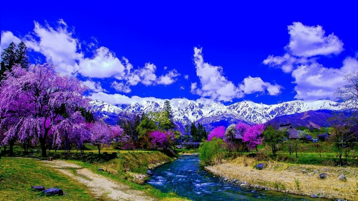 Spring landscape with cherry blossoms and snow-capped mountains