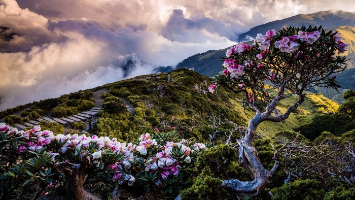 Flowering bushes on a mountain path with clouds