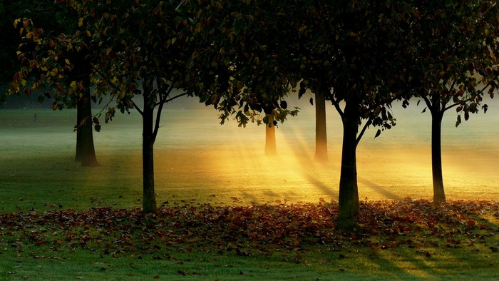 Sunlight filtering through trees in a misty park