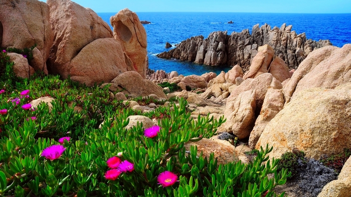 Pink wildflowers on rocky coast with blue sea in Sardinia, Italy