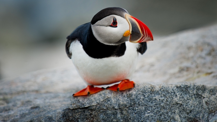 Atlantic Puffin with red beak on a rock