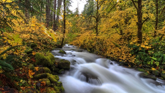 Autumn forest stream in Gifford Pinchot National Forest