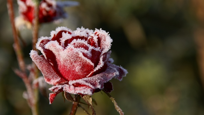 Red rose covered in frost in winter