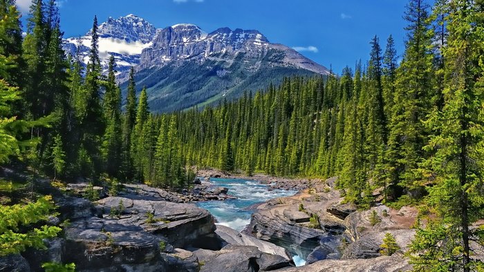 River rapids flowing through a pine forest with snow-capped mountains